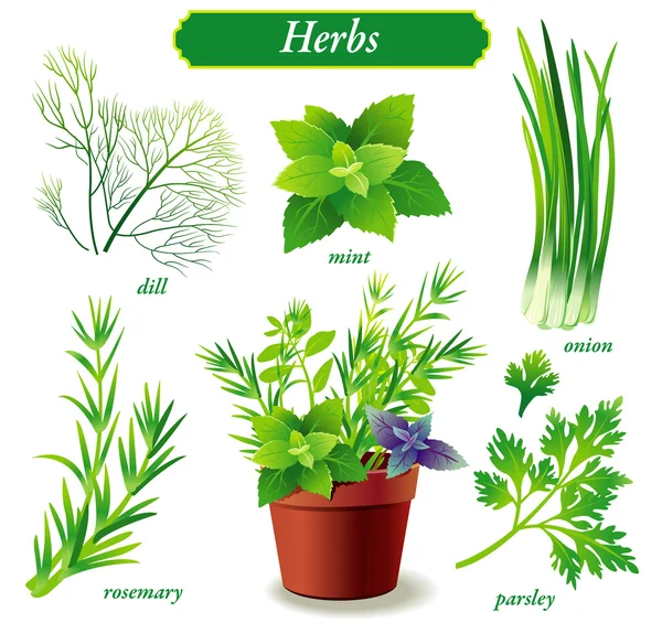Herbs — Stock Vector