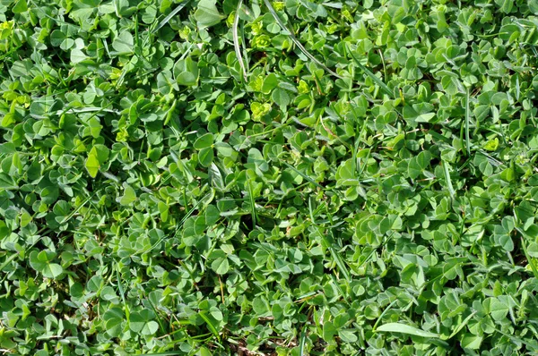 stock image Grass