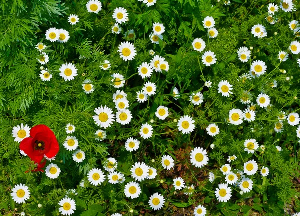 Wildflowers. — Stock Photo, Image
