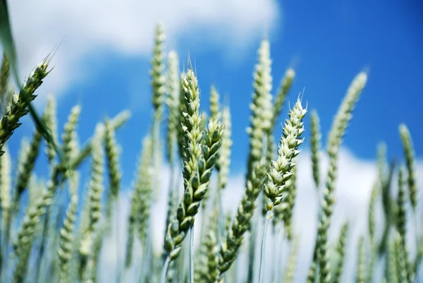 Pšenice na pozadí modré oblohy. — Stock fotografie