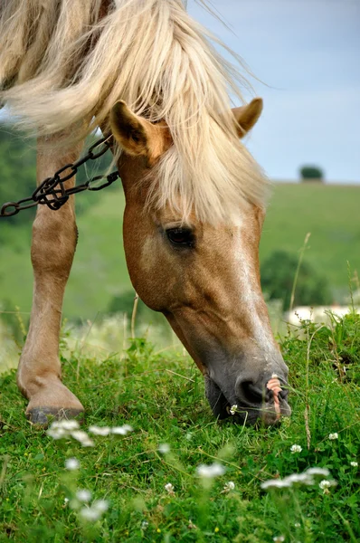 stock image Horse eats grass.