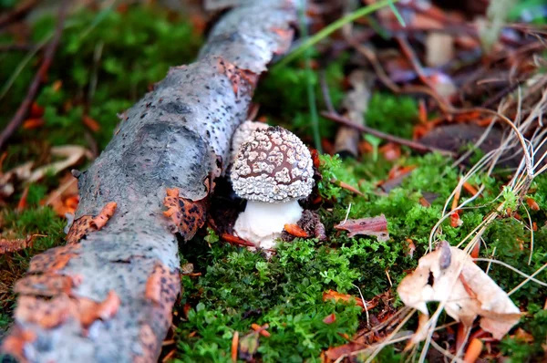 Cogumelo em Green Moss — Fotografia de Stock