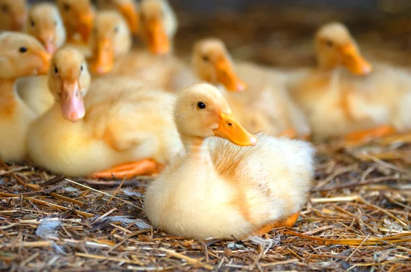 stock image Little ducks