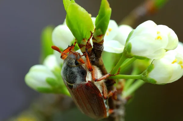 Beetle on a flowering branch — Stock Photo, Image