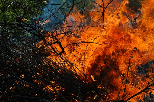 stock image Trees afire