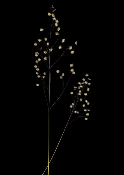 stock image Herbarium isolated on black background