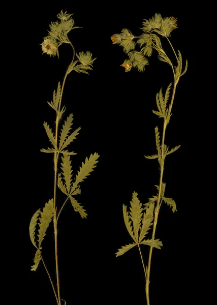 stock image Herbarium isolated on black background