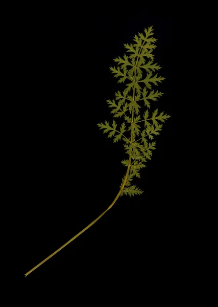 Herbarium isoliert auf schwarzem Hintergrund — Stockfoto