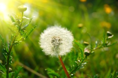 Dandelion clipart