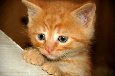 Portrait of wretched red small cat clipart