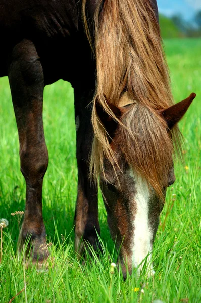 Лошадь в поле — стоковое фото