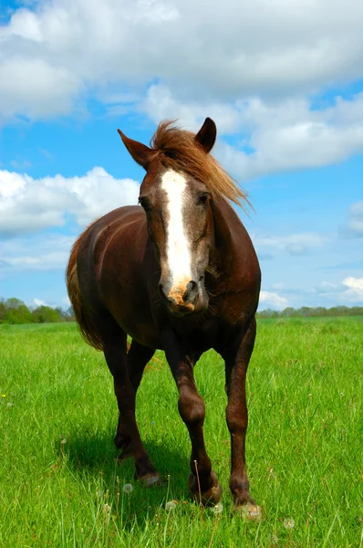 Häst i fältet — Stockfoto