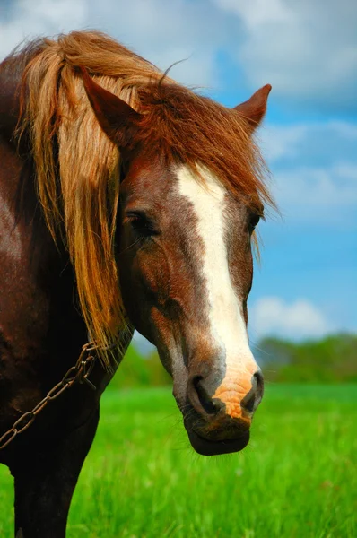 Cavalo no campo — Fotografia de Stock