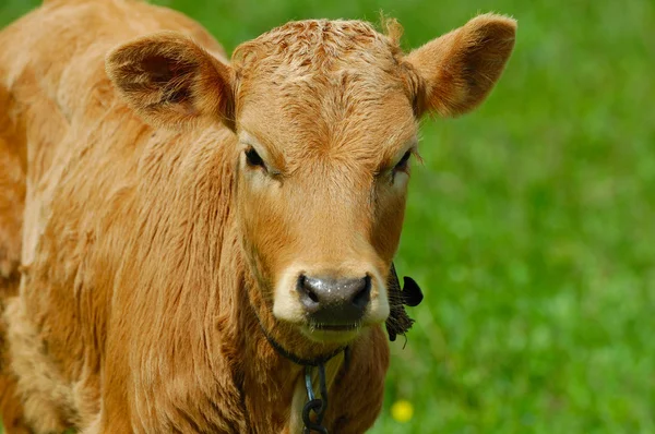 茶色の子牛の肖像画 — ストック写真