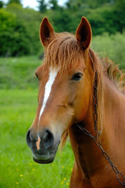 Pferd im Feld — Stockfoto