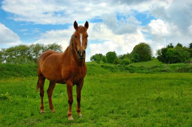 Horse in field clipart