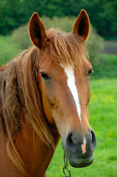 Um retrato de cavalo está no campo — Fotografia de Stock