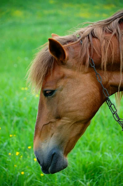Portrét koně je v poli — Stock fotografie