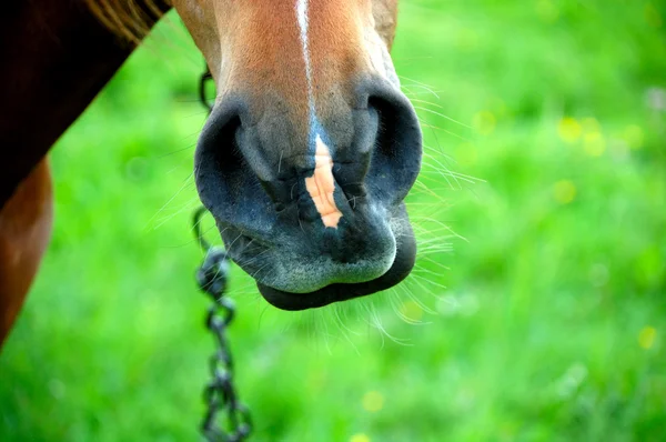 Boca de cavalo perto — Fotografia de Stock
