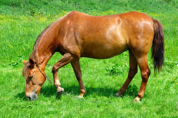 Paard in veld — Stockfoto