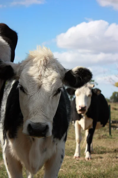 ほとんどの農場で牛 — ストック写真