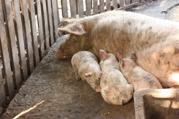 猪的家族 — 图库照片