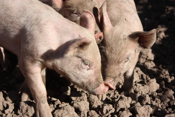Bisbilhotice de porco — Fotografia de Stock
