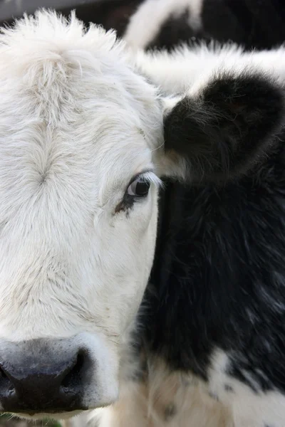 子牛の肖像画 — ストック写真