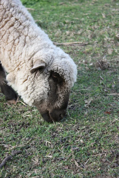 Sheep eating — Stock Photo, Image