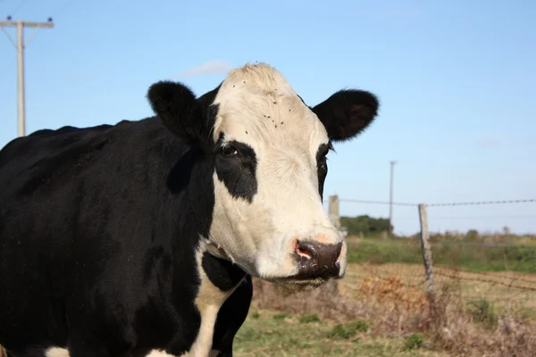 Vaca en una pequeña granja — Foto de Stock