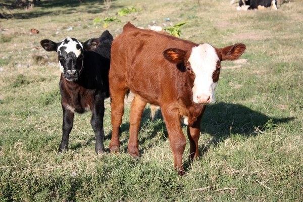 小さな農場で牛 — ストック写真