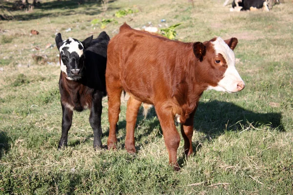 Calves in a little farm — Stock Photo, Image
