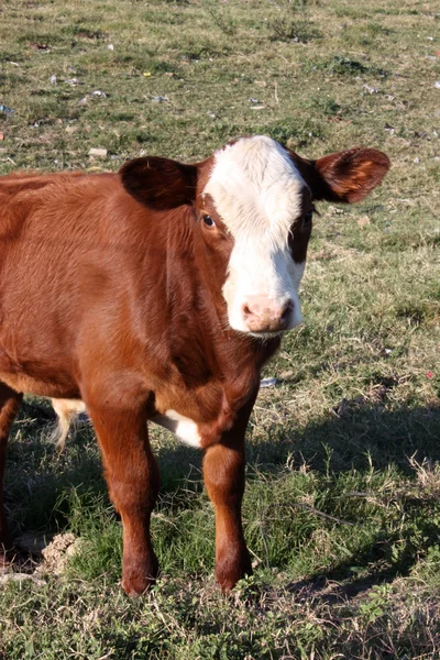Calf in a little farm — Stock Photo, Image
