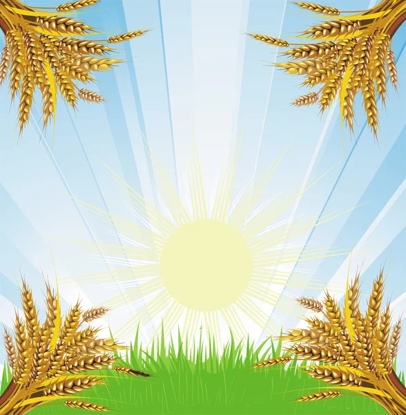 Wheat bunches — Stock Vector