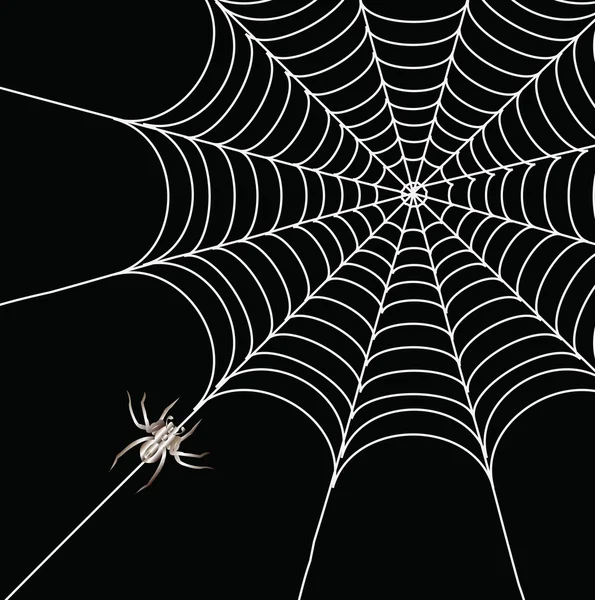 Spider and a web on a black background — Stock Photo, Image