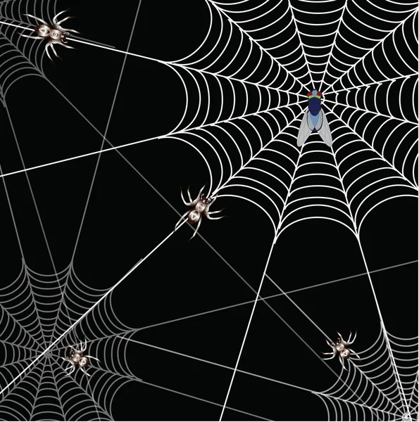 stock image Spider and a web on a black background