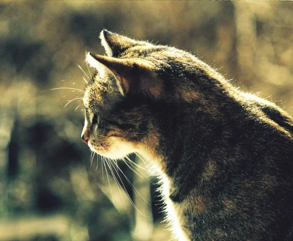 고양이의 사진 스톡 사진