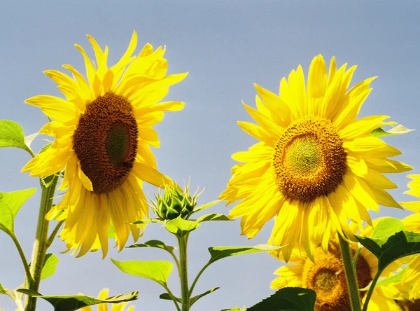 Slunečnice rodiny — Stock fotografie