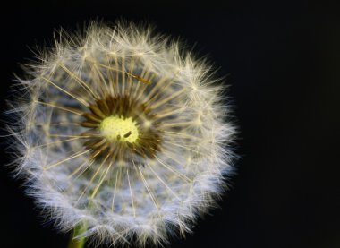 Close-up of dandelion clipart