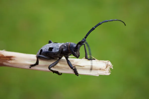 Stag-beetle. Latin name Morimus funereus — Stock Photo, Image