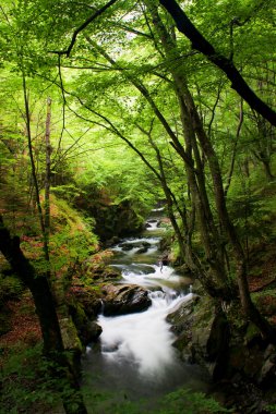 Stream in forest clipart