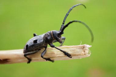 Stag-beetle. Latin name Morimus funereus clipart