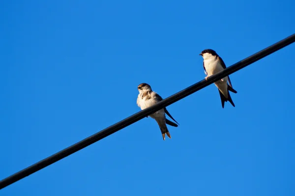 stock image Swallow