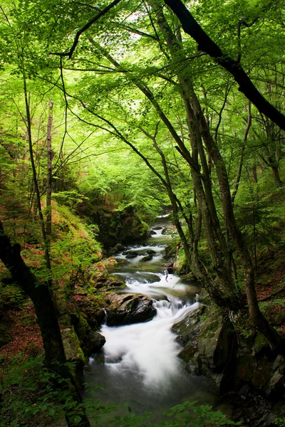 Arroyo en el bosque — Foto de Stock