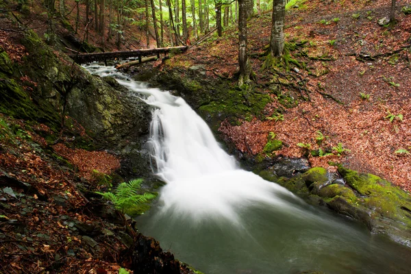 Stream nella foresta — Foto Stock