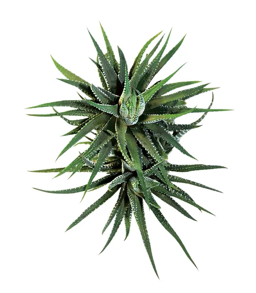 Cactus Haworthia Margaritifera Royalty Free Stock Images