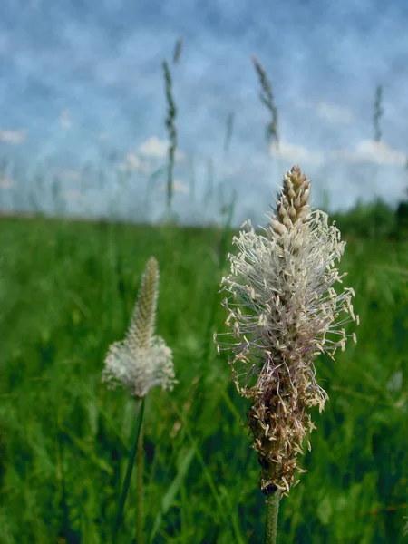 Łąka traw — Zdjęcie stockowe