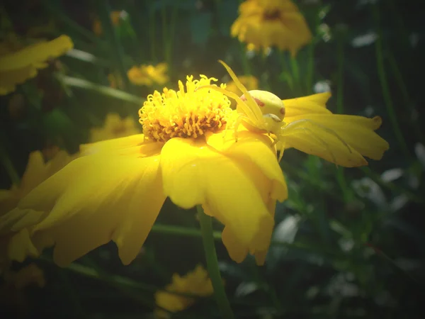 Pająk bokohod na kwiat — Zdjęcie stockowe