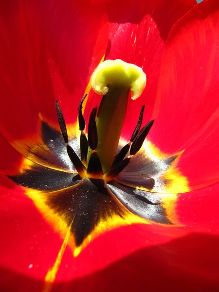 stock image Tulip flower