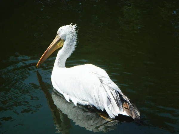 stock image Pelican